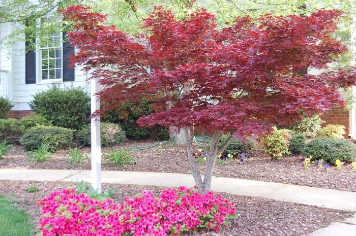 Japanese Red Maple - Acer palmatum 'Bloodgood' from Pea Ridge Forest