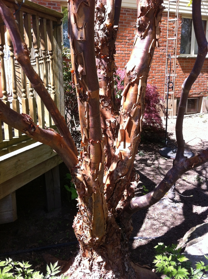 Paperbark Maple - Acer griseum from Pea Ridge Forest